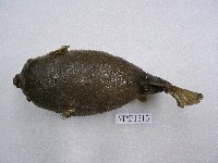 藏品(斑點多紀魨)的圖片